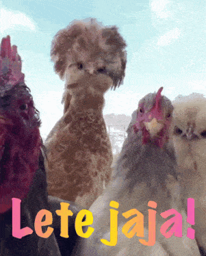 a group of chickens standing next to each other with the words lete jaja written on the bottom
