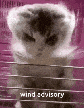 a cat in a cage with the words wind advisory written on the bottom