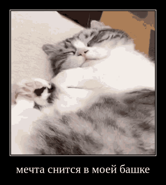 a gray and white cat is sleeping on its back with its paws on its chest .