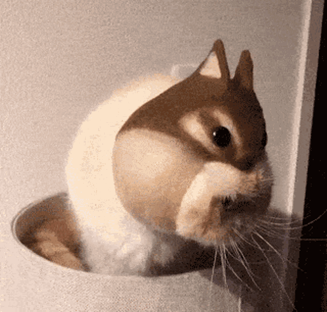 Didi Chipmunk GIF - Didi Chipmunk Cat Costume GIFs