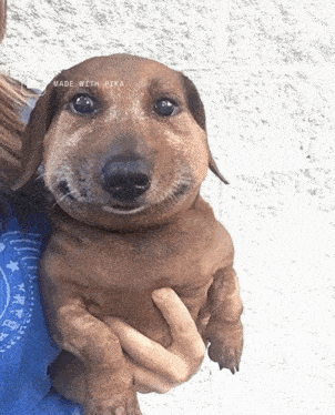 a person is holding a small brown dog with the words made with pika on the bottom