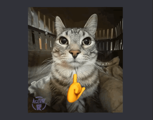 Cat Meme GIF   Cat Meme   Discover And Share GIFs