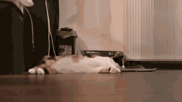 a cat is laying on its back in front of a trash can that says dog