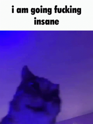 Insane Cat GIF - Insane Cat GIFs