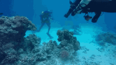 a group of scuba divers are swimming around a coral reef