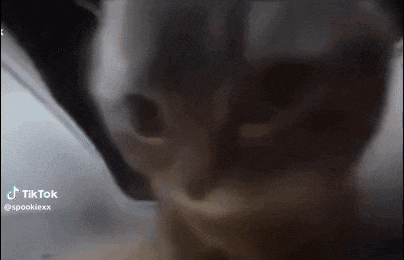 a close up of a cat 's face looking at the camera with a blurry background .