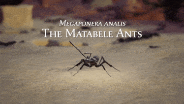 Matable Ant2 GIF - Matable Ant2 GIFs