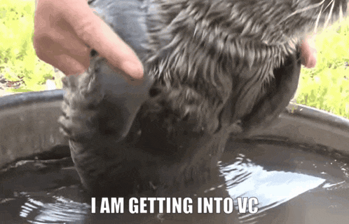 a person petting a cat in a bucket with the words i am getting into vc