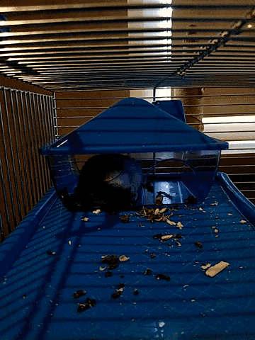 Hamster Sitting In House GIF - Hamster Sitting In House Cute GIFs
