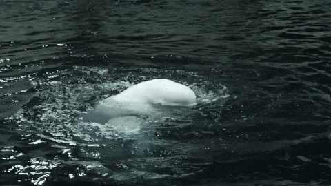 a large white whale is swimming in the water