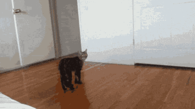 a cat is walking across a wooden floor in a room