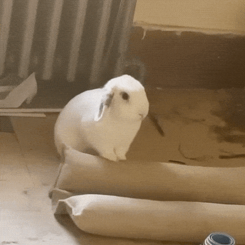 a white rabbit is sitting on a piece of cardboard next to a radiator