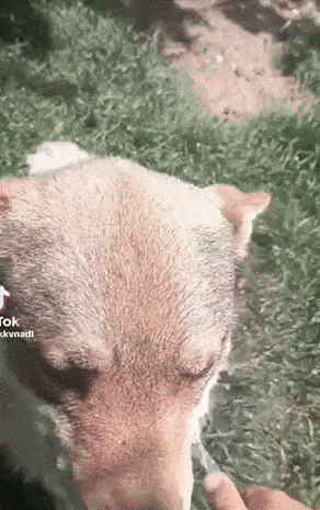 a close up of a dog 's face with a tiktok watermark