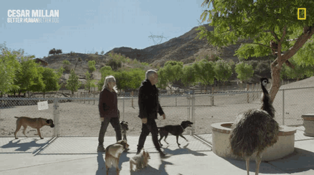 a poster for cesar millan better humane for all shows a man and woman walking dogs