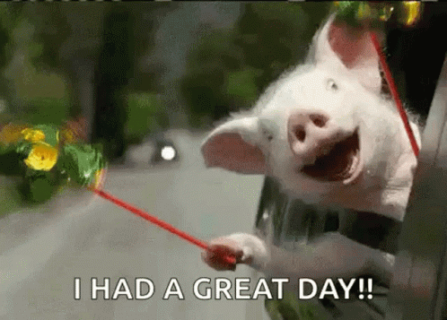 Pigs Celebrate GIF - Pigs Celebrate Wtf GIFs