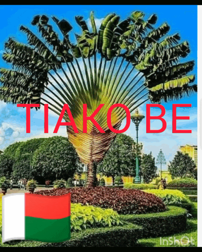 a picture of a palm tree in a park with the word tiako be above it