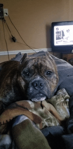 a dog is laying on a blanket in front of a tv