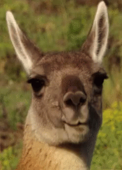 Kangaroo Eat GIF - Kangaroo Eat GIFs