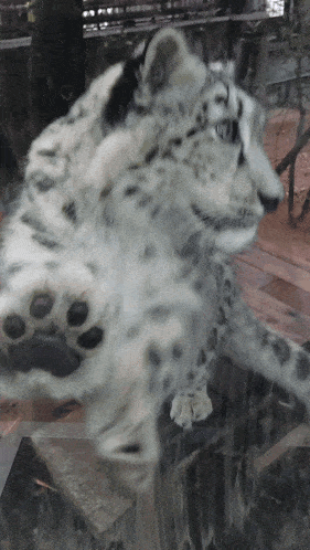 Snow Leopard Micey GIF - Snow Leopard Micey Glac GIFs