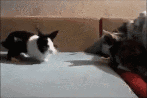 a black and white rabbit is standing on a bed next to a cat .