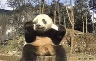 Panda Eating GIF - Panda Eating Fall GIFs