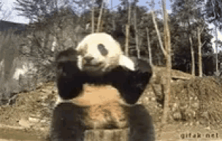 a panda bear is sitting on a stump in the woods