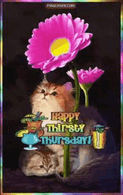 a cat is sitting next to a pink flower with the words `` happy thirsty thursday '' written on it .