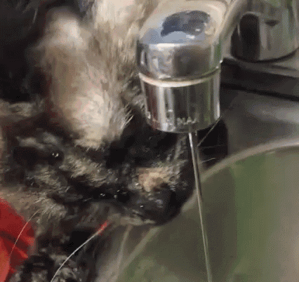 Cat Water GIF - Cat Water Licking GIFs