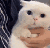 a person is holding a white cat in their arms and looking at the camera .