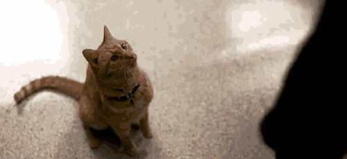 an orange cat with a black collar is looking up at something