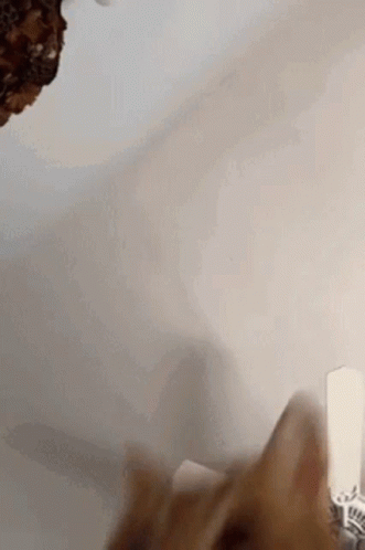 Cat Beating GIF - Cat Beating You GIFs