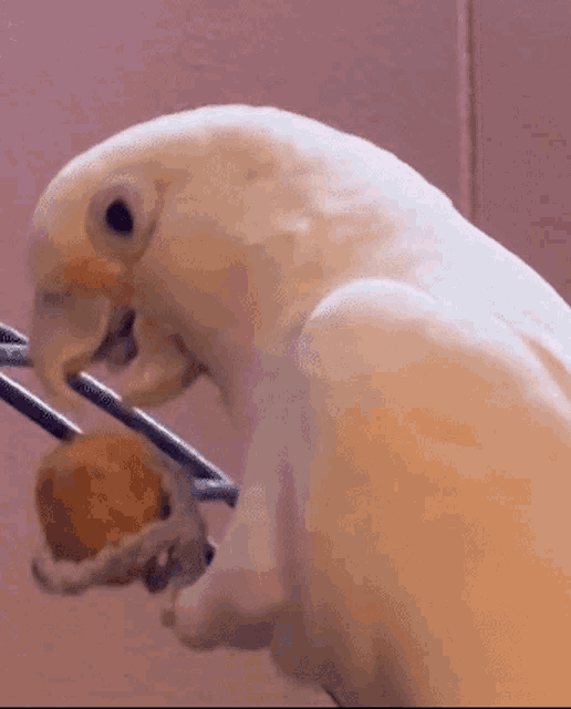 a close up of a white parrot eating a donut