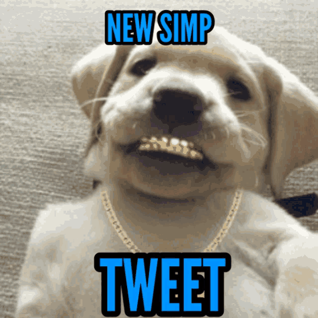 a puppy wearing a gold chain has the words new simp tweet written on it
