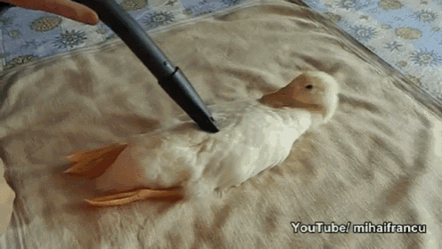 A Duck That Actually Sits Still To Be Vacuumed GIF - Duck Pet Cute GIFs