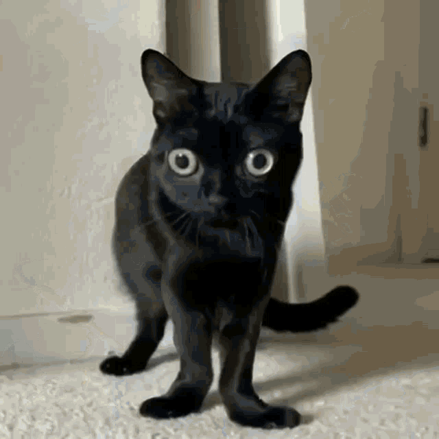 Skrunkly Meow GIF - Skrunkly Meow Epic Cat GIFs