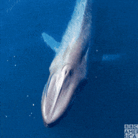 an aerial view of a whale with bbc america written on the bottom right