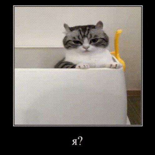 a cat is sitting in a white box with the words " я " written on the bottom right