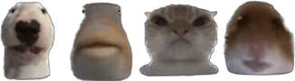 Dog Cat GIF - Dog Cat Fish GIFs