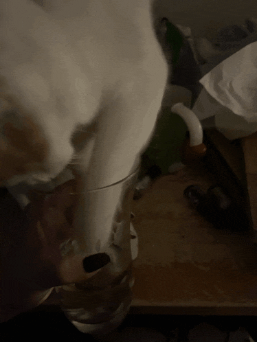 a white cat is drinking from a glass on a table