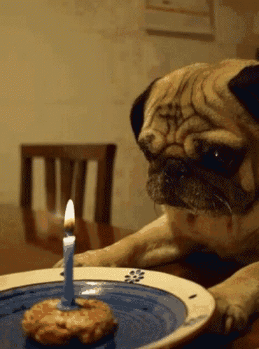 a pug dog looks at a birthday cake with a lit candle