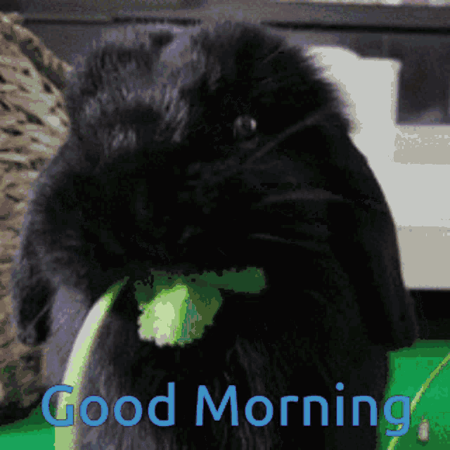 Rabbit Black Rabbit GIF - Rabbit Black Rabbit Holland Lop GIFs