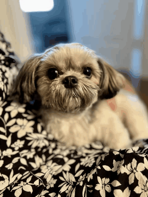 a small dog laying on a floral blanket looking at the camera