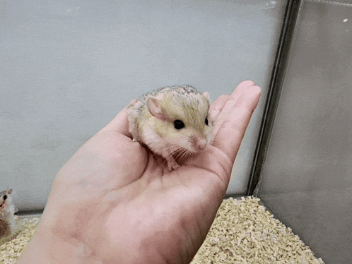 a small hamster is being held in a person 's hand