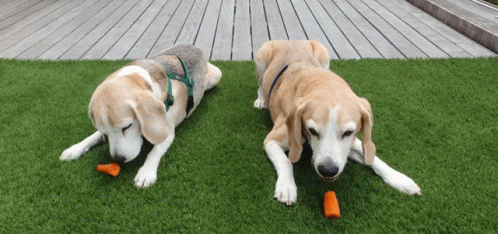 Dog Eating GIF - Dog Eating Beagle GIFs