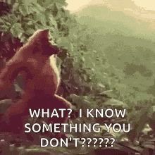 a monkey is standing in the woods and says `` what ? i know something you don 't '' .