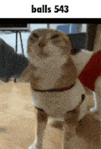 a cat with balls 543 written on the bottom of it