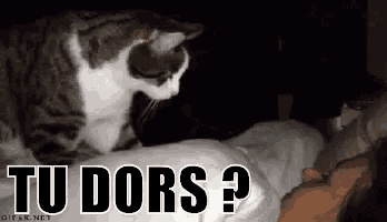 a cat is standing on top of a bed next to a woman .