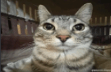 What Excuse Me GIF - What Excuse Me Cat GIFs