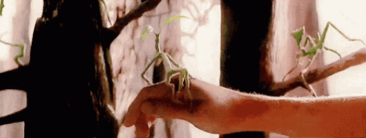 a close up of a person 's hand touching a tree branch with a mantis on it .
