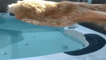 Dog Swim GIF - Dog Swim Cute GIFs